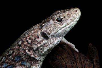 Jeweled lacerta (timon lepidus) closeup head, Jeweled lacerta lizard closeup head on black background