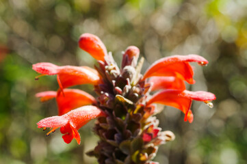 Bouquet of Orange wild flowers, Doi Luang Chiang Dao, Chiang Mai, Thailand.