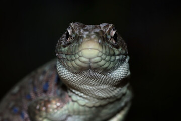 Jeweled lacerta (timon lepidus) closeup head, Jeweled lacerta lizard closeup head on black background