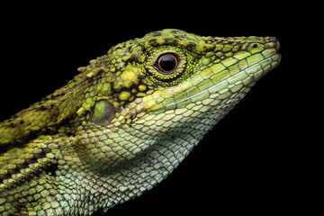 Closeup head of Pseudocalotes lizard with black background