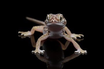 Sand gecko closeup on reflection, Closeup head sand gecko (Stenodactylus petrii), Stenodactylus petrii gecko on black background