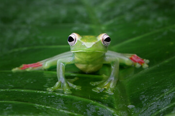 Jade tree frog closeup on green leaves, Indonesian tree frog, Rhacophorus dulitensis or Jade tree frog closeup