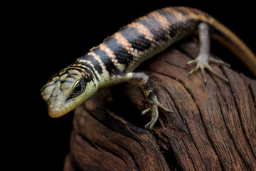 Olive tree skink closup on wood with black background, Beautiful Indonesian lizard
