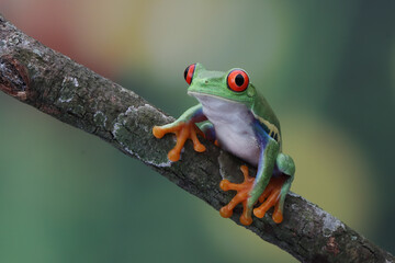 Red-eyed tree frog closeup on green leaves, Red-eyed tree frog (Agalychnis callidryas) closeup on branch