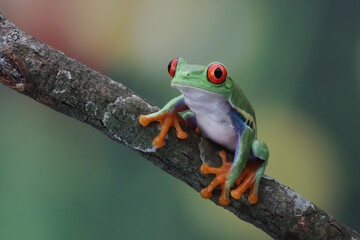 Red-eyed tree frog closeup on green leaves, Red-eyed tree frog (Agalychnis callidryas) closeup on...