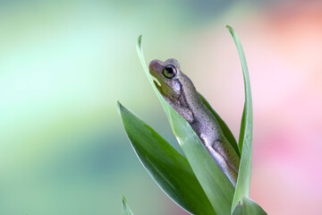 Litoria rubella tree frog among the green leaves