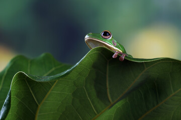 White-lipped tree frog (Litoria infrafrenata) on green leaves, white-lipped tree frog (Litoria infrafrenata) closeup