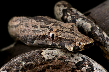 Candoia ground boa snake (Candoia carinata ) closeup head on black background