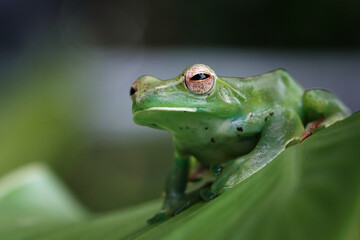 Rhacophorus dulitensis closeup on green leaves