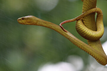 Trimeresurus yellow insularis snake closeup on branch, Trimeresurus yellow insularis closeup