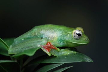 Jade tree frog closeup on green leaves, Indonesian tree frog, Rhacophorus dulitensis or Jade tree frog closeup