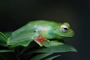 Deurstickers Jade tree frog closeup on green leaves, Indonesian tree frog, Rhacophorus dulitensis or Jade tree frog closeup © kuritafsheen