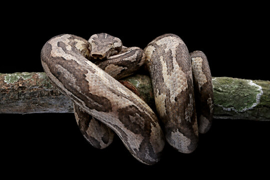 Candoia ground boa snake (Candoia carinata ) closeup head on black background