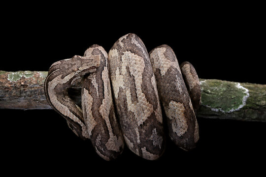 Candoia ground boa snake (Candoia carinata ) closeup head on black background