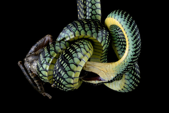 ChrysopeleaBilder StockFotos & Videos. Adobe Stock