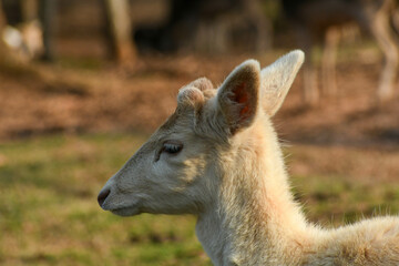 Fallow deer at the Wild Animal Safari in Pine Mountain, Ga