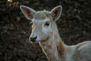 Fallow deer at the Wild Animal Safari in Pine Mountain, Ga
