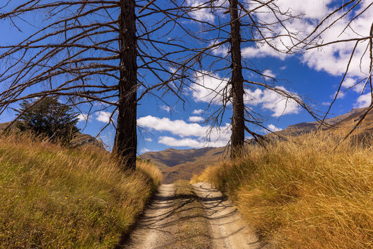 mountain track between trees