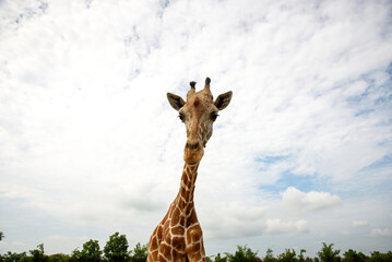 Giraffe looking at tourist car - 491141068