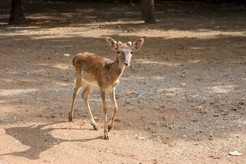 close up young Eld's deer