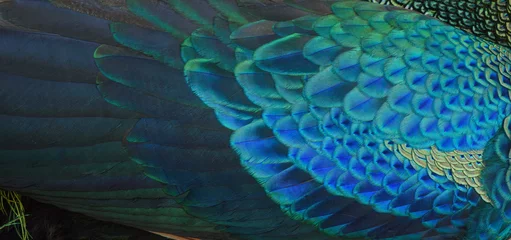 Tuinposter Beautiful peacock feathers are perfect for a background. green peafowl © chamnan phanthong