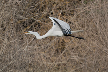 A Great Egret in flight