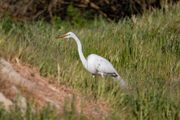A A great Egret in the grass