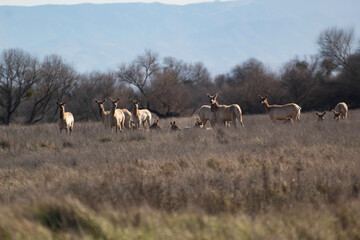 A herd of Tule Elk in the Los Banos Wildlife refuge