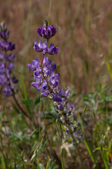 a purple Chick Lupine wildflower