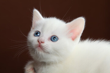 Portrait of a white kitten. The head of a kitten with blue eyes close-up.