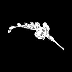 Freesia. Hand drawn spring flowers line art. Isolated on black background.