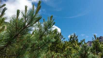 Cedar elfin - Pinus pumila- on the background of blue sky and clouds. Long green needles on the branches are visible. Kamchatka