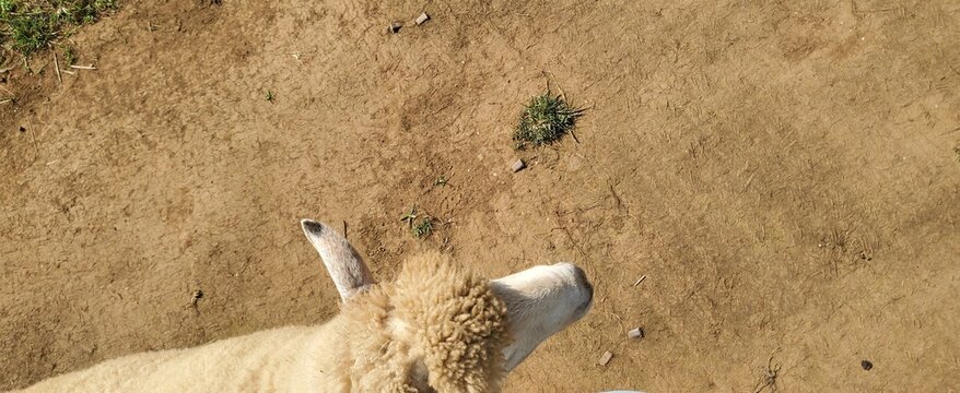 sheep the follw the prey.