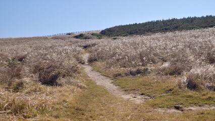 The hill where silver grass shakes beautifully.