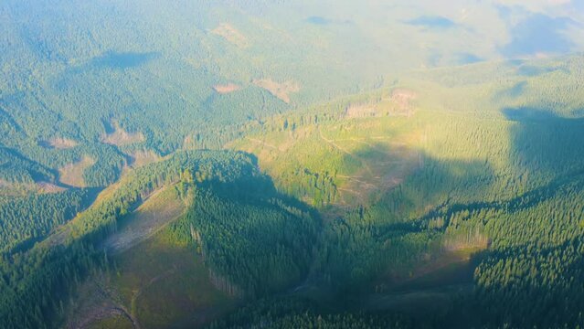 On the slopes of the famous Ukrainian mountain Syvul, in the Carpathians, Ukraine - the Gorgan massif, a new huge felling of forests, spruce and beech. Awful aerial view of a drone of a copter.