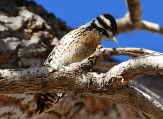 close up of a female ladder-backed woodpecker in a tree on a sunny winter day in a park in  a park in hillsboro, southern new mexico