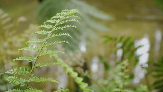 Small Australian fern frond by the water, close up