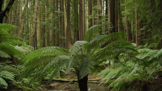 Fern tree in Otway National Park