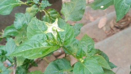 vegetables growing in the garden