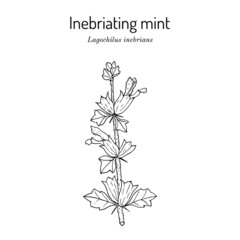 Inebriating or intoxicating mint lagochilus inebrians , medicinal plant