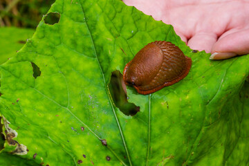 A Giant Garden Snail On A Leaf