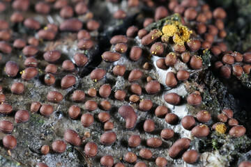 Slime mold growing on bark of common aspen, no common English name