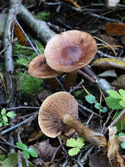 Birch Knight, wild mushroom from Finland