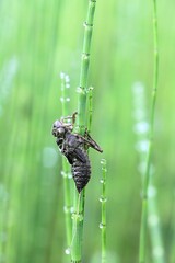 Dragonfly exuvia, also called larval skin