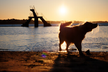 Le chien et le plongeoir
