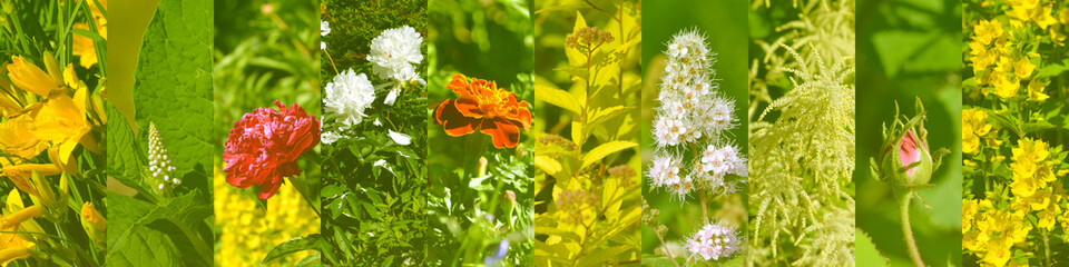 Spring garden flowers collage background.