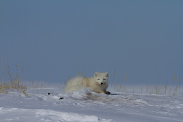 Arctic fox, Vulpes Lagopus, curled up in a pile of snow and staring out