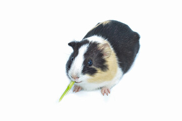 Gatsby rat, it's eating and looking at you. isolated white background