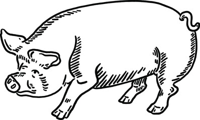 Pig Animal Zodiac year Symbol Hand drawn line art Illustration