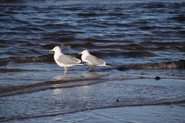 seagull on the beach